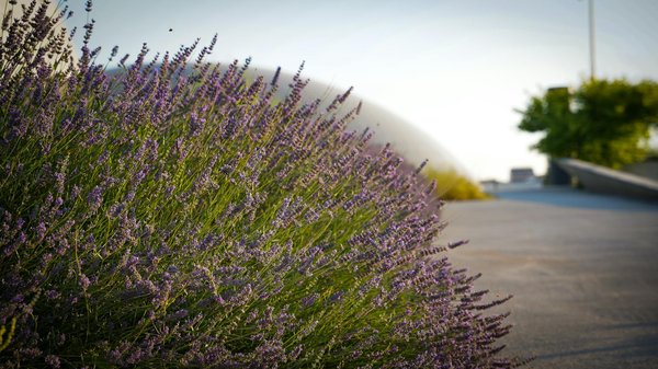 Découvrir l'Immobilier de Luxe : Comparaison Entre le Marché Français et International